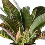 Codiaeum Croton Variegatum 