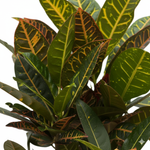 Codiaeum Croton Petra Vertakt 