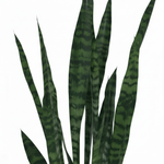 Sansevieria Zeylanica
