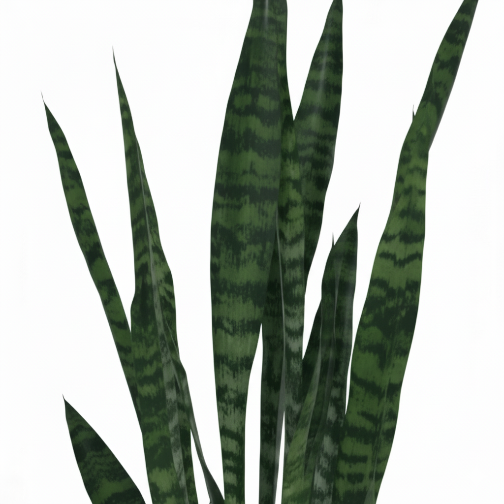 Sansevieria Zeylanica