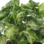 Syngonium Pixie kopen
