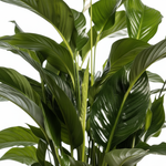 Spathiphyllum Bellini 