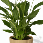 Spathiphyllum Torelli