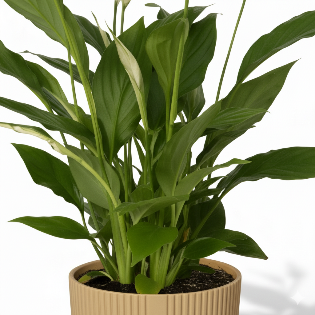 Spathiphyllum Torelli