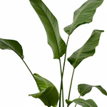  Strelitzia Nicolai