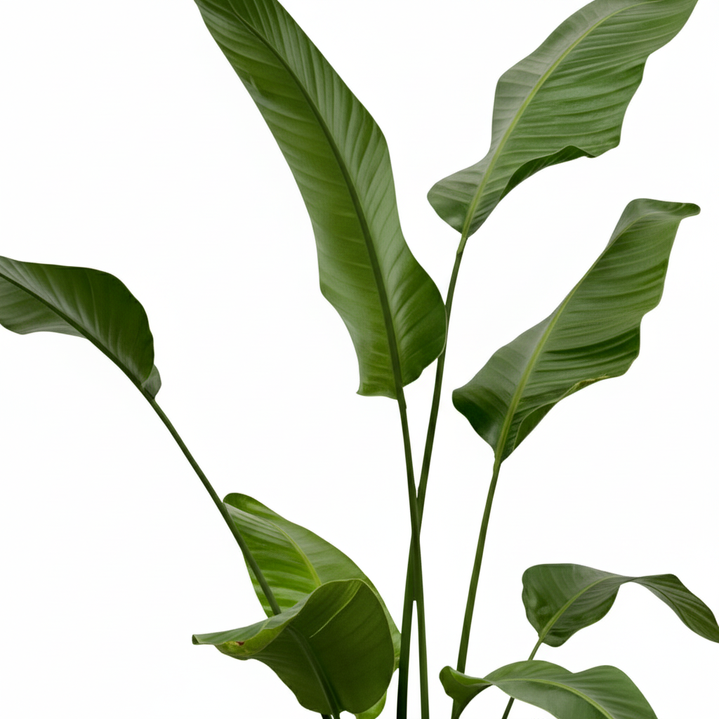  Strelitzia Nicolai