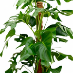 Monstera Pertusum