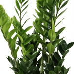 Zamioculcas 