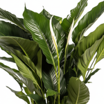 Spathiphyllum Sweet Sebastiano