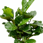 Ficus Lyrata