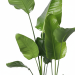 Strelitzia Nicolai