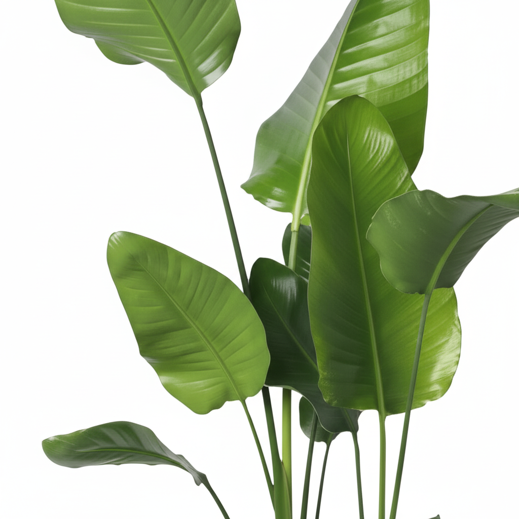 Strelitzia Nicolai