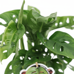 Monstera Monkey Leaf