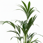 Kentia palm