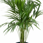 Kentia palm kopen
