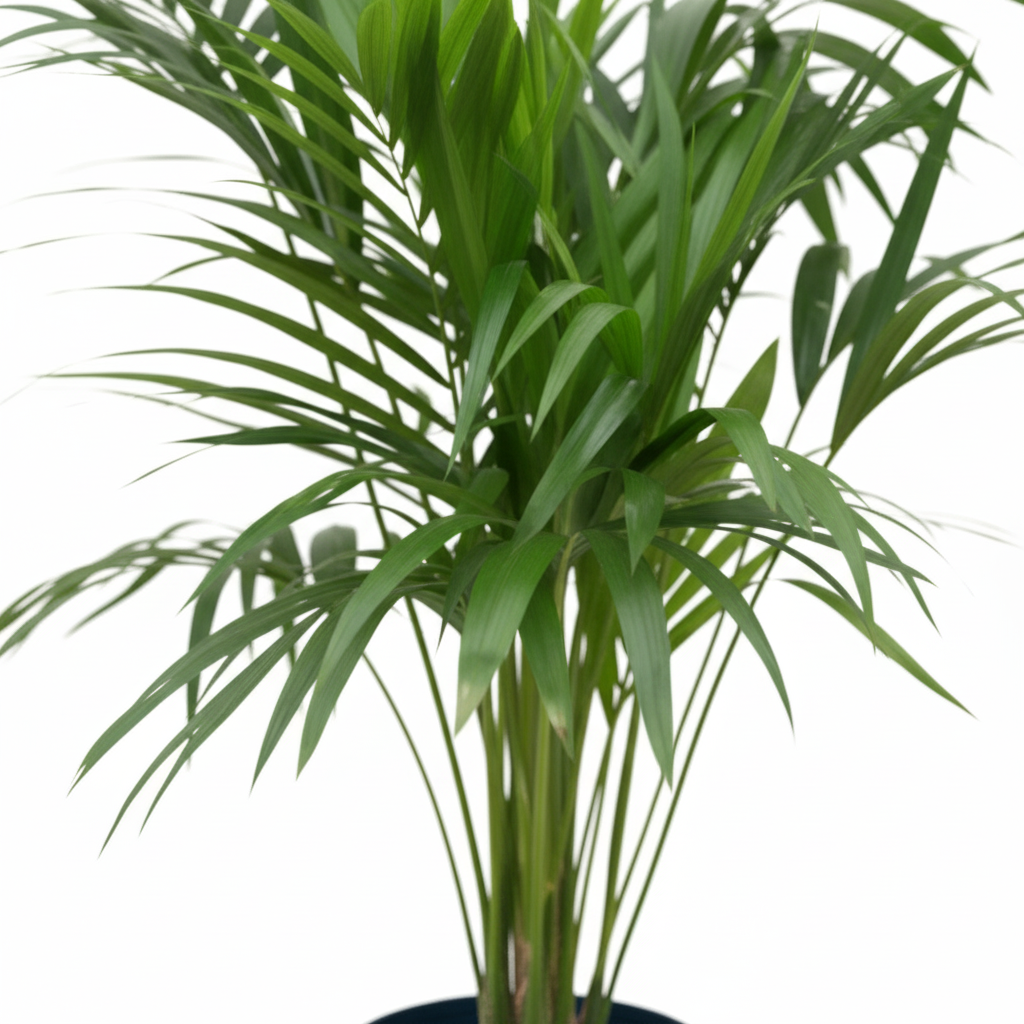 Kentia palm kopen