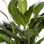 Spathiphyllum Bingo