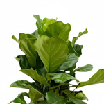 Ficus Lyrata 