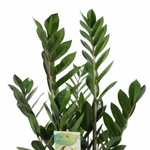 Zamioculcas Zamiifolia kopen