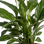 Spathiphyllum Vivaldi 