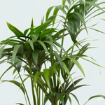 Kentia palm kopen