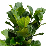 Ficus Lyrata