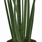 Sansevieria cylindrica