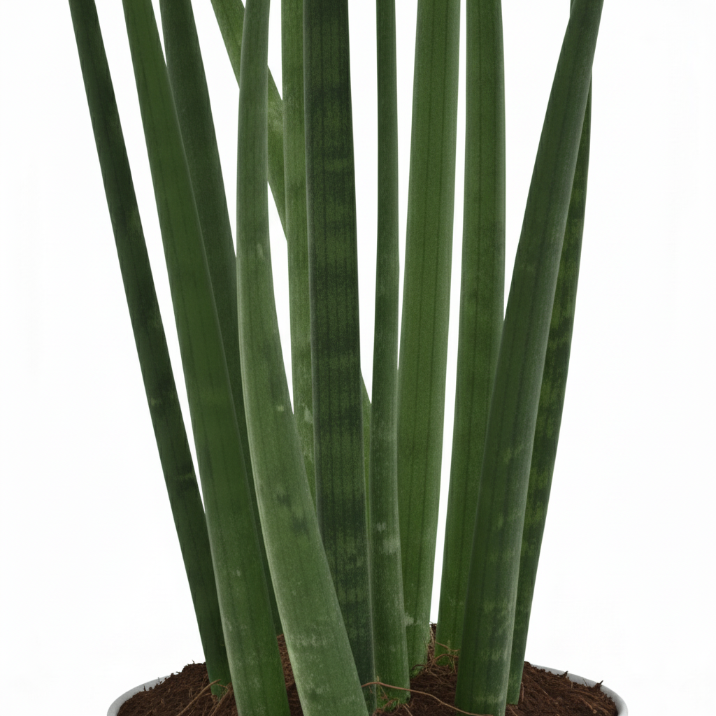 Sansevieria cylindrica