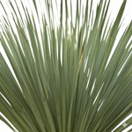 Yucca Rostrata