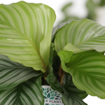 Calathea Orbifolia