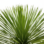 Yucca Rostrata