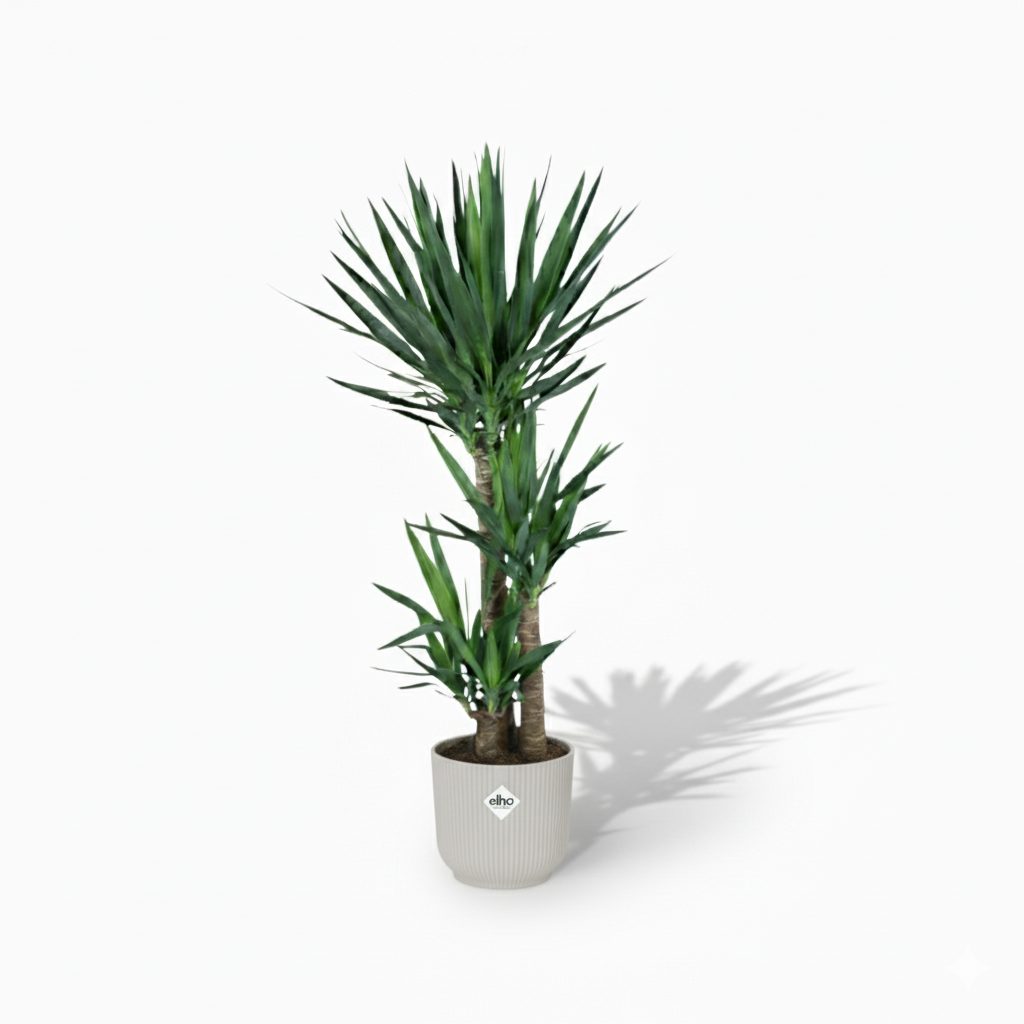 Yucca Elephantipes