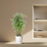 polyscias plant kopen
