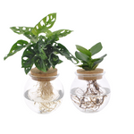  Monstera Adansonii/Clusia 