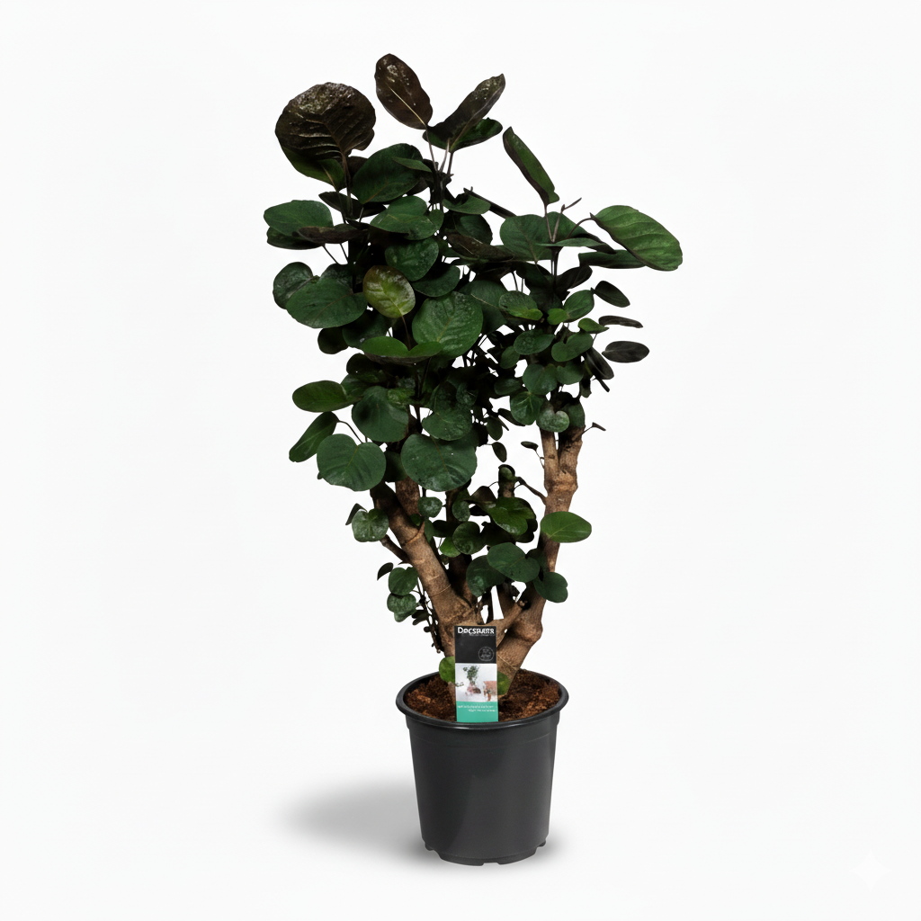 Polyscias Fabian - 95cm