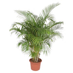 Areca Palm kopen