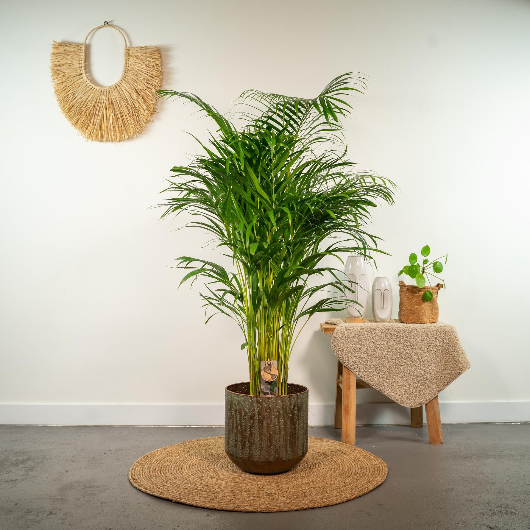 Areca Palm kopen