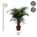 Areca Palm kopen