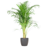 Strelitzia Nicolai