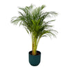 Strelitzia Nicolai