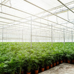 Areca Palm kopen