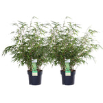 2x Fargesia Rufa - 60cm 