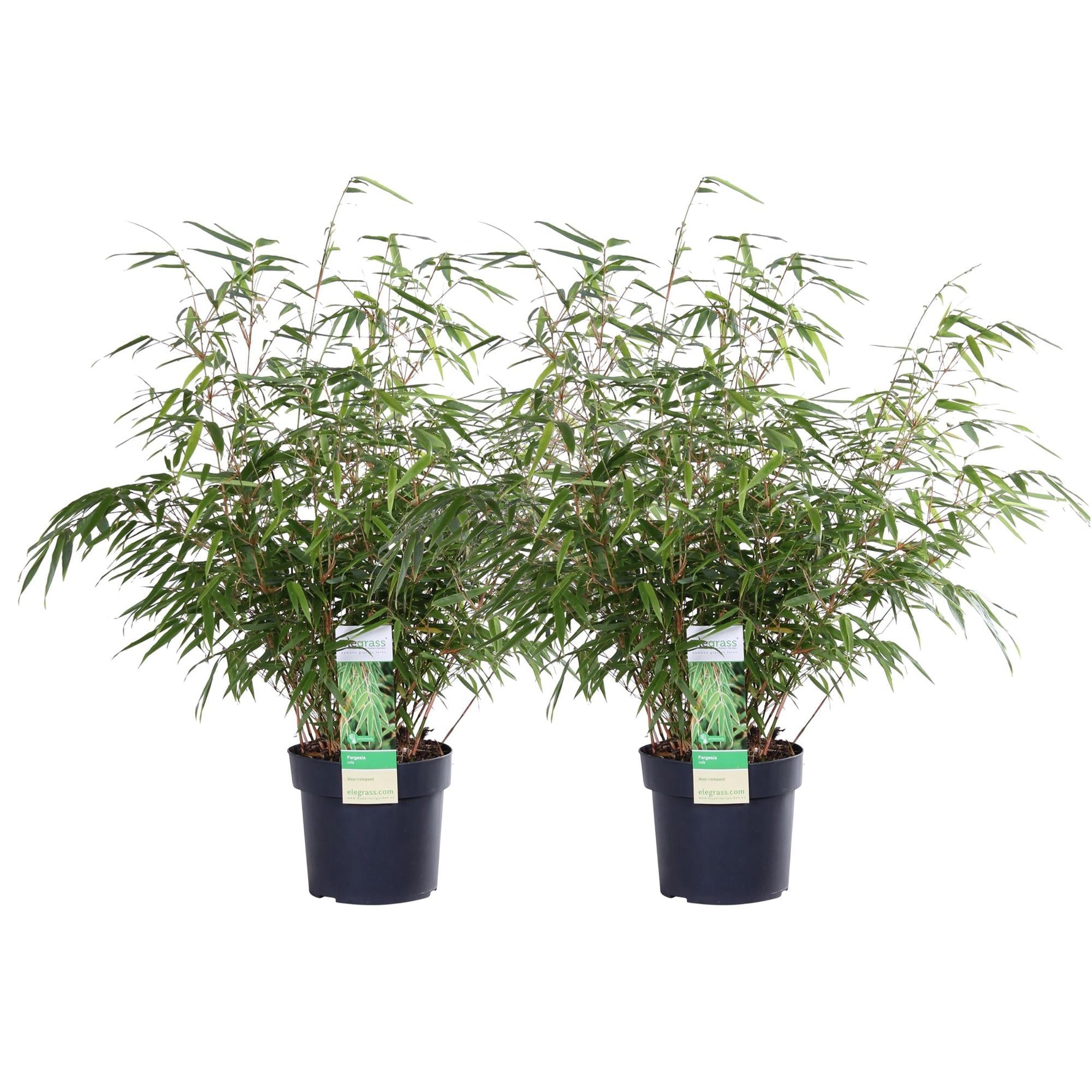 2x Fargesia Rufa - 60cm 