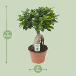 Ficus Ginseng-40cm