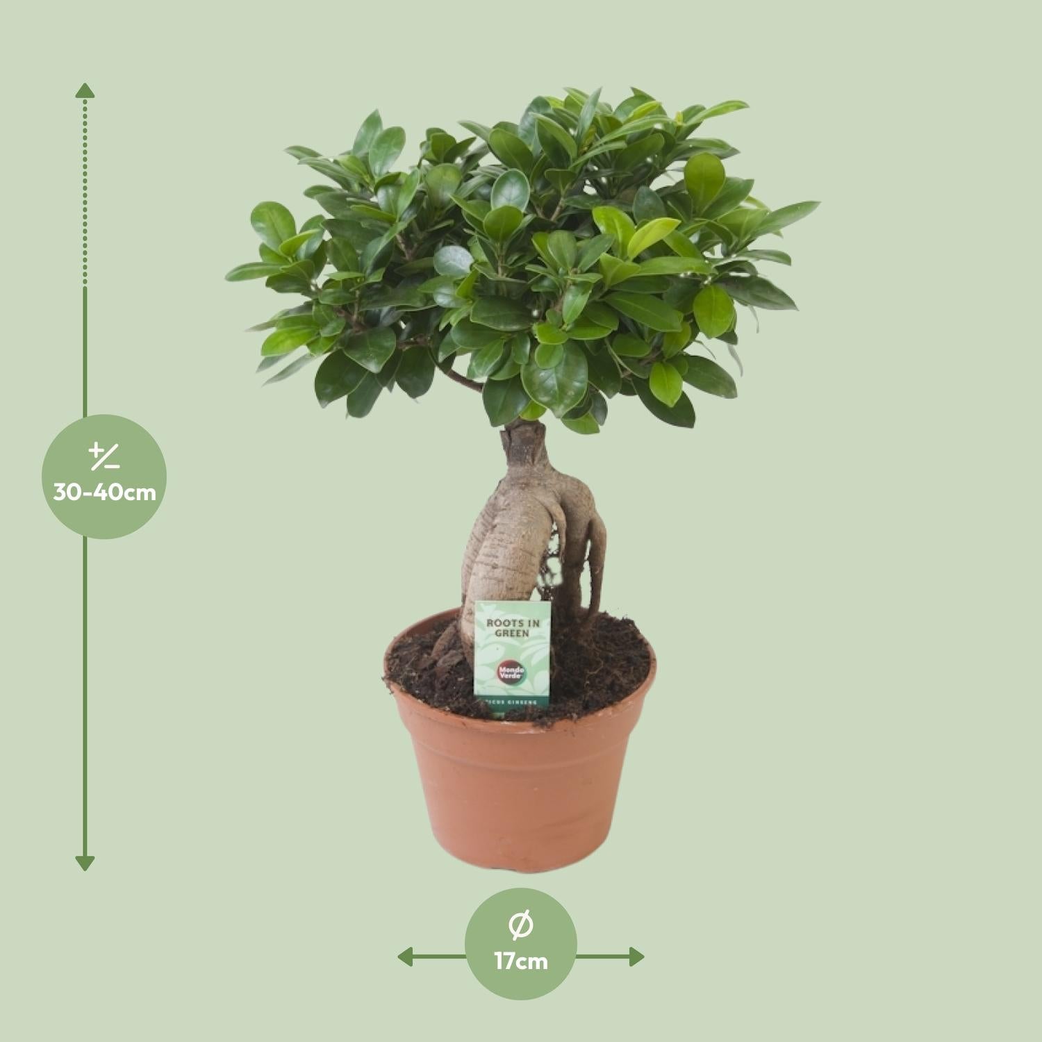 Ficus Ginseng-40cm