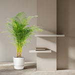Areca Palm kopen