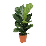 Ficus Lyrata