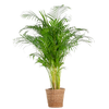 Strelitzia Nicolai