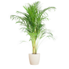 Strelitzia Nicolai
