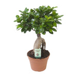 Ficus Ginseng-40cm